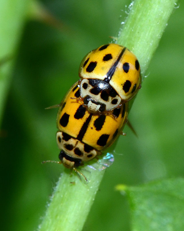 Coppia di Coccinellidae: Propylea quatuordecimpunctata